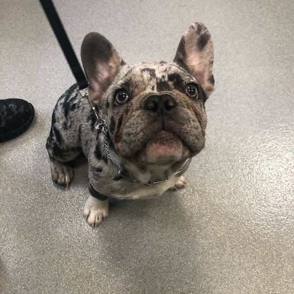 Meet your Posher, Tara - Picture 1 of 1